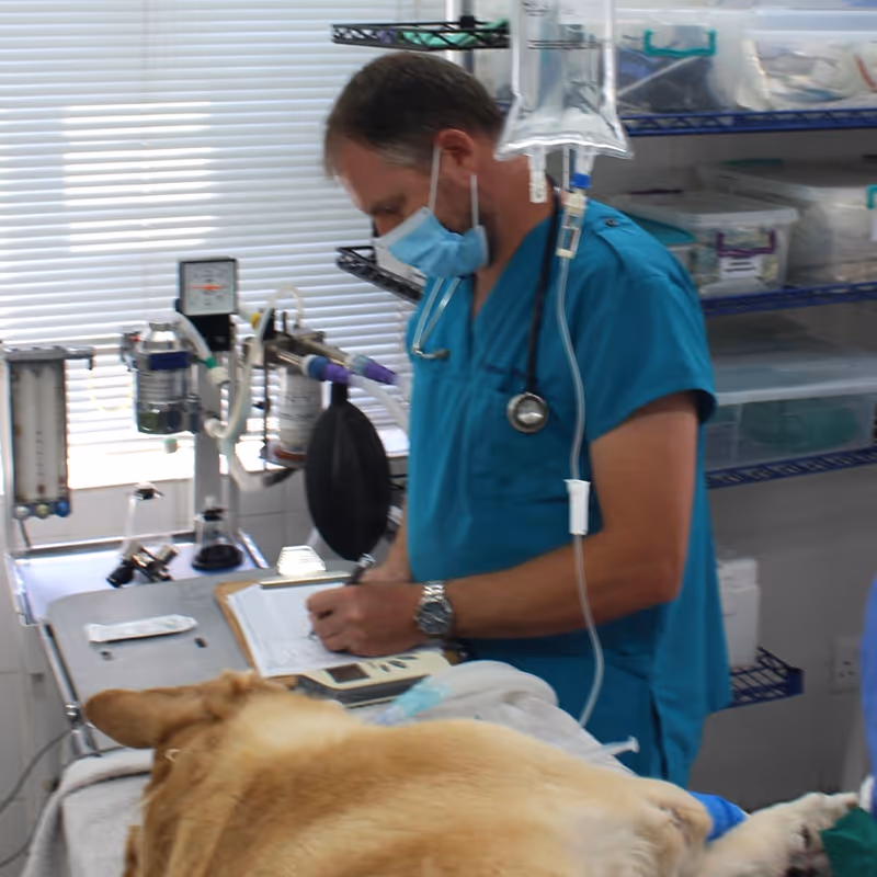 Veterinary team monitoring a dog during surgery at Citivet Bothasig and Monte Vista